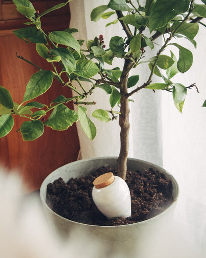 Pepin Olla(オラ)-ホワイト×テラコッタ